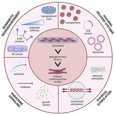 Bioengineering Methods in MicroRNA-Mediated Direct Reprogramming of Fibroblasts Into Cardiomyocytes